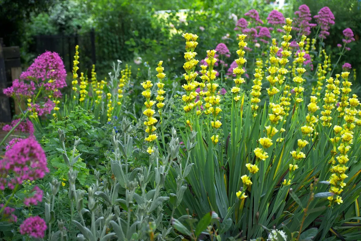 Border met vaste planten in bloei