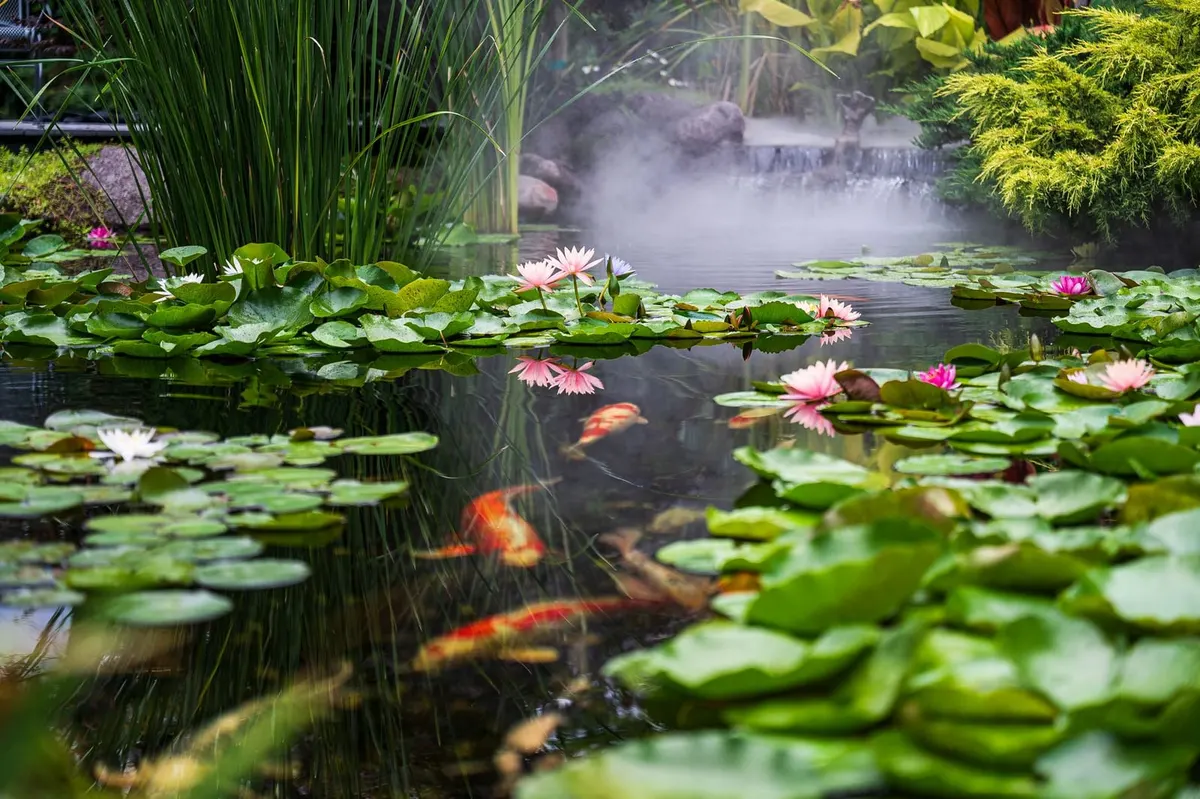 Vijver met waterlelies